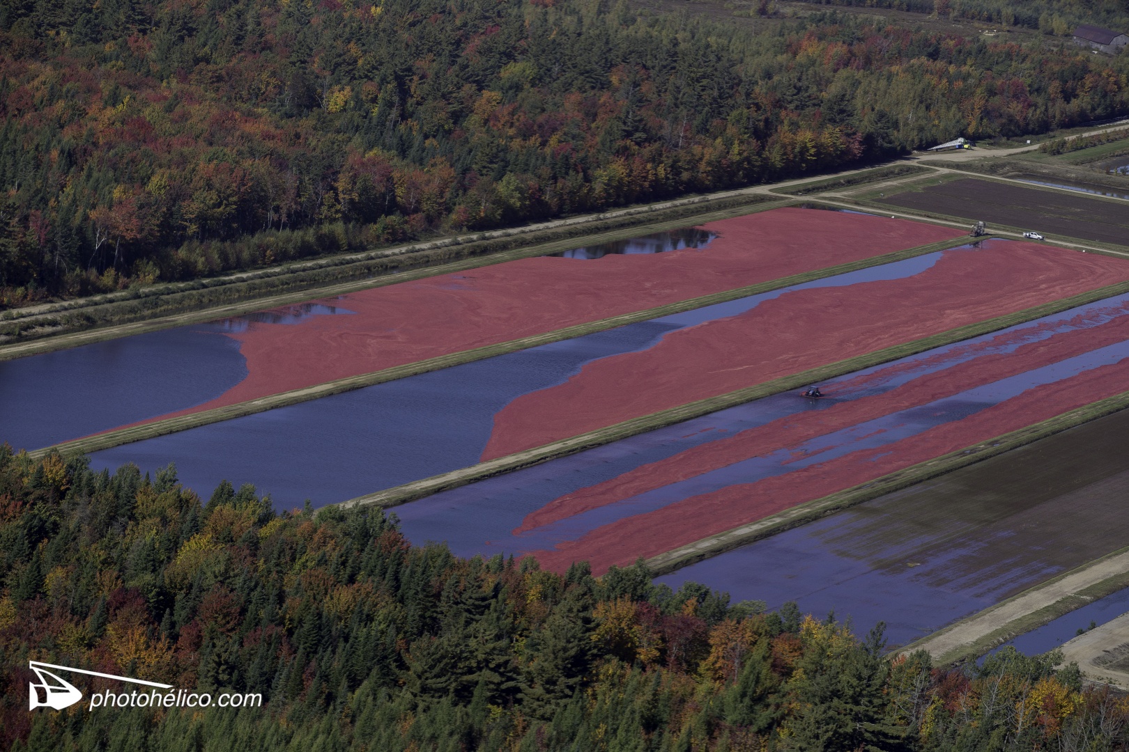 Culture Canneberges Saint-tienne-de-Lauzon